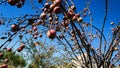 Apple orchard was left uncollected crop