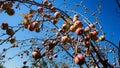 Apple orchard was left uncollected crop