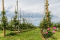 Apple orchard with young apples in spring, Kressbronn, Lake Constance, Baden-Wuerttemberg, Germany Royalty Free Stock Photo