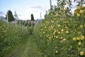 Apple orchards in Tuenno