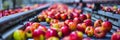 Apple Packing Line, Fruit Washing, Apple Automated Sorting on Conveyor, Food Industry, Automatic Technology