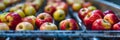Apple Packing Line, Fruit Washing, Apple Automated Sorting on Conveyor, Food Industry, Automatic Technology