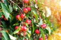 Apple of paradise is hanging at tree branch in apple orchard. Organic ripe red chinese apples, autumn harvesting Royalty Free Stock Photo