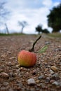 Apple and path