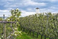 Apple or pear blossom in the Betuwe with Water Tower Werkhoven in the background Royalty Free Stock Photo