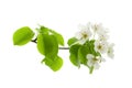 Apple or pear spring flowers on a branch with green leaves isolated on white background Royalty Free Stock Photo