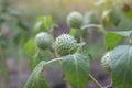 Apple of peru, Green thorn apple or Hindu datura is a Thai herb. Royalty Free Stock Photo