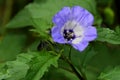 Apple of Peru nicandra physalodes