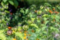 Apple of Peru (nicandra physalodes) plant