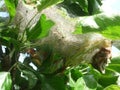 Apple pest moth caterpillars yponomenta malinellus