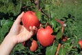 Apple picking