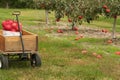 Apple Picking Season Royalty Free Stock Photo