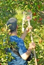 Apple Picking Time Royalty Free Stock Photo