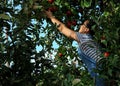 Apple Picking in Tree