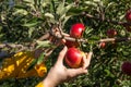 Apple picking Royalty Free Stock Photo