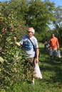 Apple Picking Virginia Orchard Family Activity