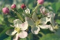 Apple pink spring flower