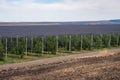 Apple plantation fruit production.