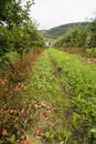 Apple plantation, Norway.