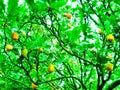 apple plantations with ripe fruit, seemingly hanging