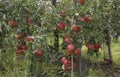 Apple plantations. Ripe red apples on the branches