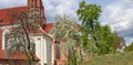 Apple and plum trees bloom in spring near the old catholic church of St. Anne in Vilnius Royalty Free Stock Photo