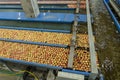 Apple Pre-Sorting Lines with Apples Floating in Water in Apple Flumes