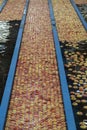 Apple Pre-Sorting Lines with Flow of Apples Through Water in Apple Flumes