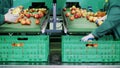 in an apple processing factory, workers in gloves sort apples. Ripe apples sorting by size and color, then packing Royalty Free Stock Photo