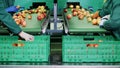 in an apple processing factory, workers in gloves sort apples. Ripe apples sorting by size and color, then packing Royalty Free Stock Photo