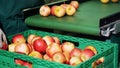 in an apple processing factory, workers in gloves sort apples. Ripe apples sorting by size and color, then packing Royalty Free Stock Photo