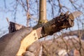 Apple pruning pruning fruit trees a garden saw for branches.
