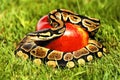 Apple python snake Royalty Free Stock Photo