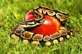 Apple python snake