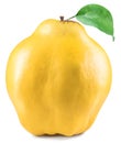 Apple-quince. File contains clipping path.