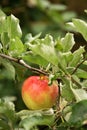 apple with raindrops hanging on a branch Royalty Free Stock Photo