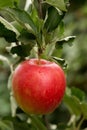apple with raindrops hanging Royalty Free Stock Photo