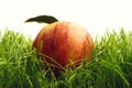 Apple red color fallen on fresh green grass Royalty Free Stock Photo