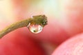 Apple Reflection on Water drop