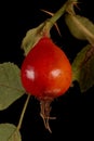 Apple Rose Rosa villosa. Fruit Closeup