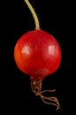 Apple Rose Rosa villosa. Fruit Closeup