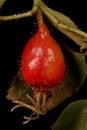 Apple Rose Rosa villosa. Fruit Closeup