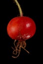 Apple Rose Rosa villosa. Fruit Closeup