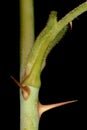 Apple Rose Rosa villosa. Prickles and Stipule Closeup Royalty Free Stock Photo