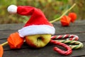 An Apple in a Santa Claus hat, three colorful caramel canes on a brown background. orange flowers of physalis