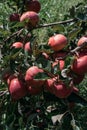 Apple saved. Red apples grow on the branch of an Apple tree. The tree is strewn with delicious Apple fruits and liquid bright red Royalty Free Stock Photo