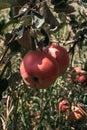 Apple saved. Red apples grow on the branch of an Apple tree. The tree is strewn with delicious Apple fruits and liquid bright red Royalty Free Stock Photo