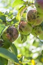 Apple scab disease Royalty Free Stock Photo