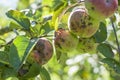 Apple scab disease Royalty Free Stock Photo