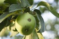 Apple scab. Venturia inaequalis. Apple-tree disease. Fruit damaged by pathogens on the tree